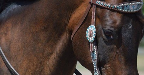 B’N’R Stables launches Virtual Horsemanship Program