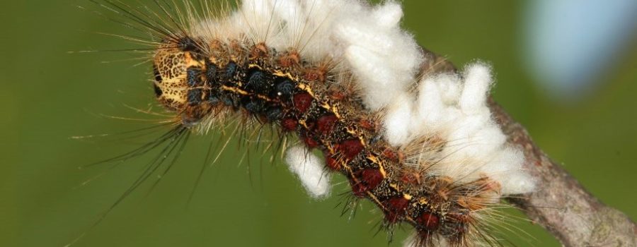 Gypsy Moth Questions to be Received via Email