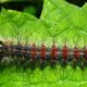 Gypsy moth spray: what is Btk and what if you have health concerns?
