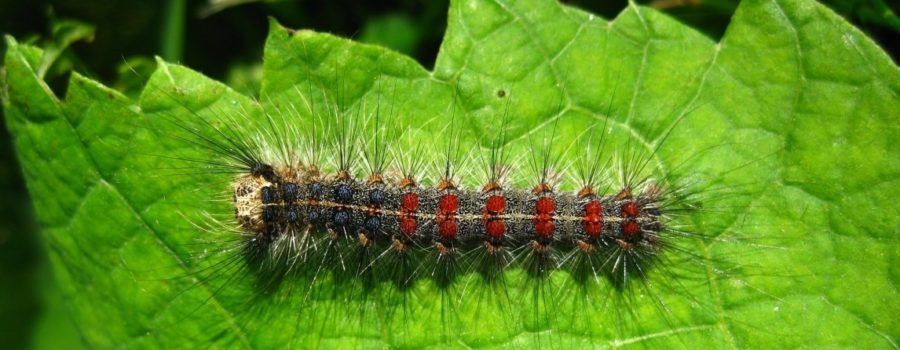 Gypsy moth spray: what is Btk and what if you have health concerns?
