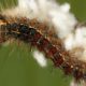 First Gypsy Moth spray scheduled for May 27