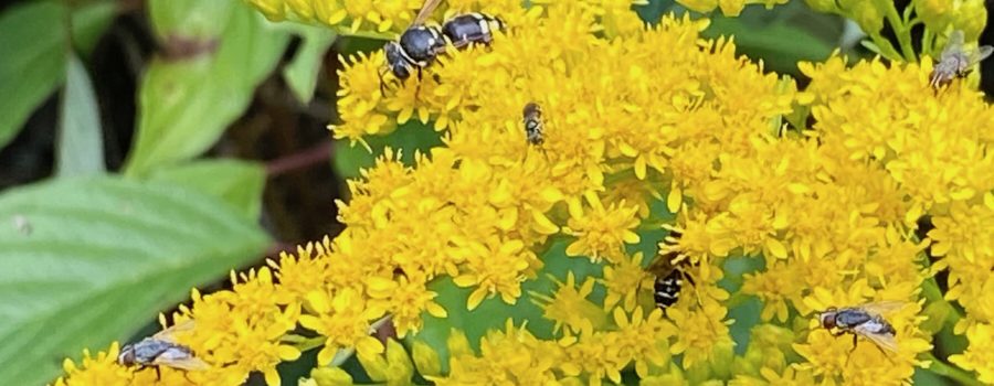 MEOPAR Project Blog: Fall Food for Pollinators