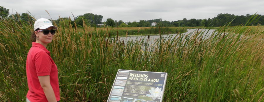 Wetlands: Our natural flood protection partner