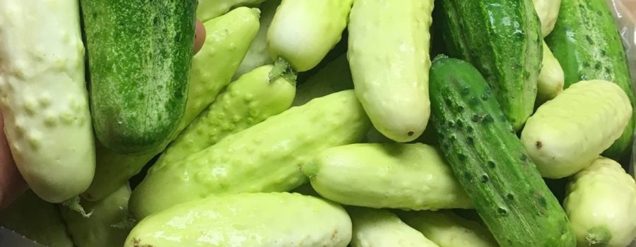 It’s Cucumber Season at Rumar Farm