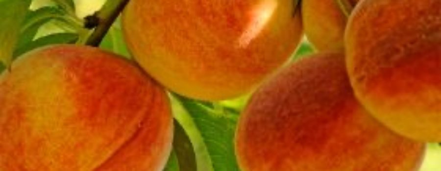 Baby Gold Peaches