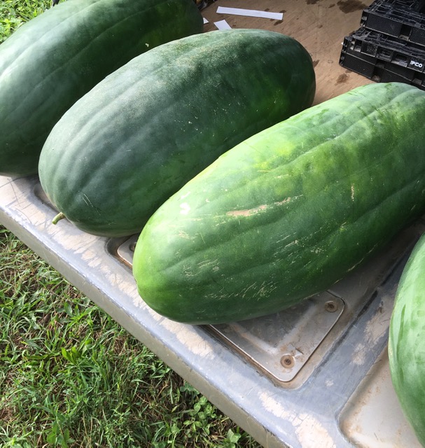 The Famous Bradford Watermelon