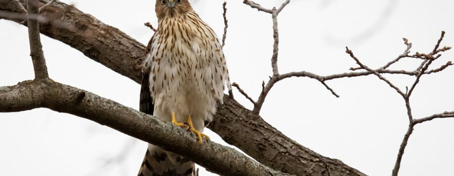 Annual Niagara Peninsula Hawkwatch is On Now!