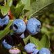 How to Grow a Berry Garden in Your Backyard