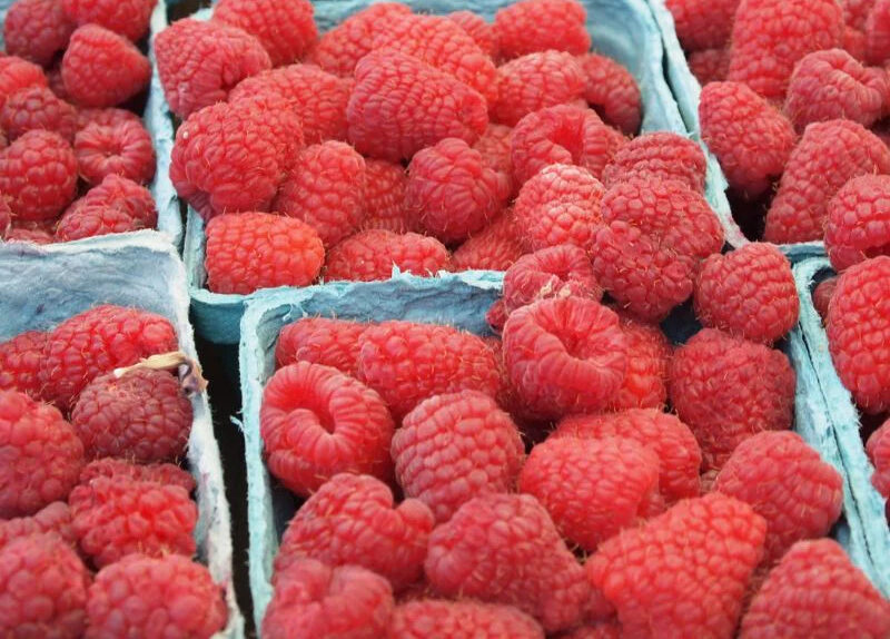 The Raspberries are Ripening at Rumar Farm