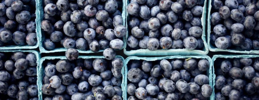 It’s Blueberry Season at Rumar Farm