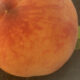 Certified Organic Peaches – Rumar Style