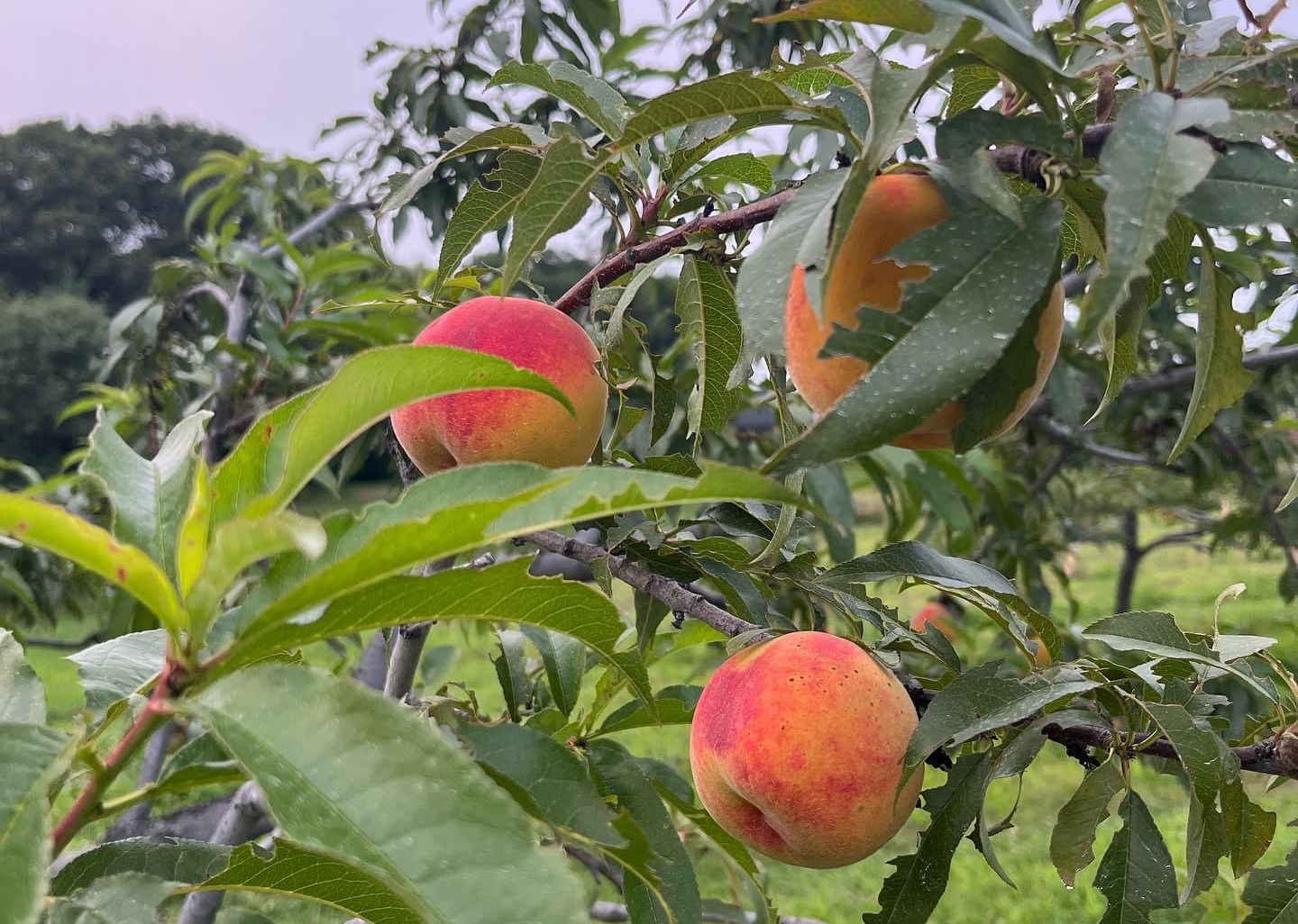 Baby Gold Peaches