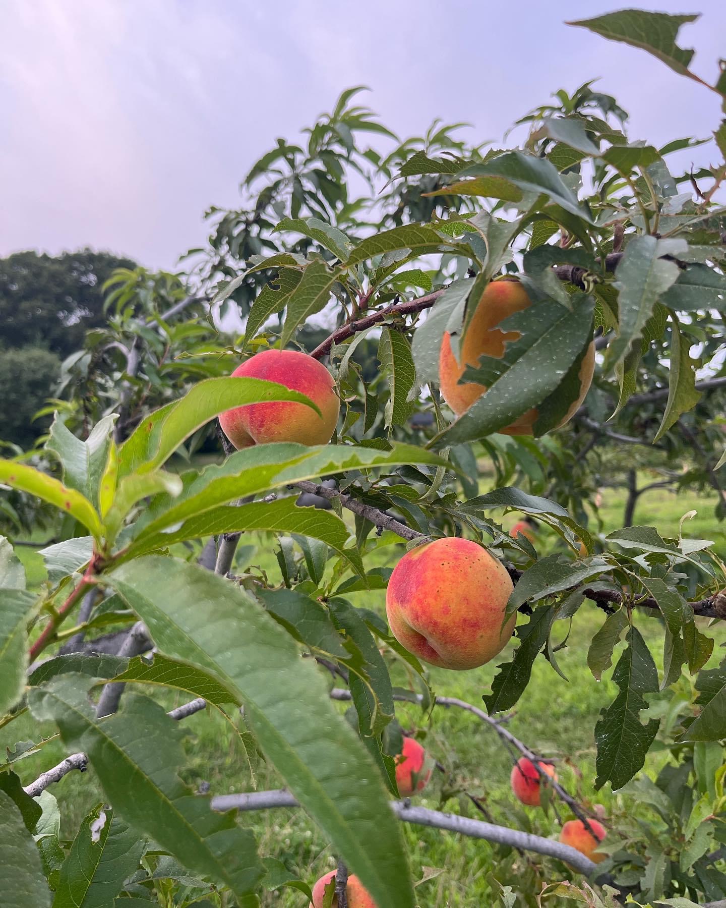 The Art of Planting Peach Trees: A Guide to Successful Growth and Abundant Harvests