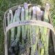 It’s Asparagus Season at Rumar Farm