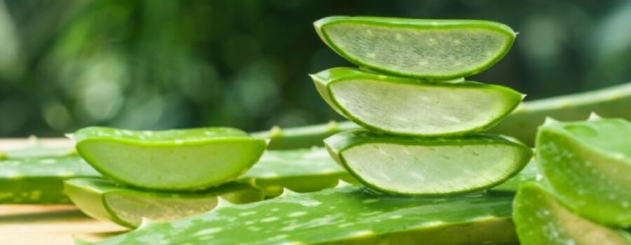 Aloe Vera Gel 101 – Uses, Benefits and Precautions