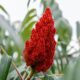 Exploring the Tangy Delight: The Allure of Sumac Berries