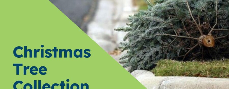 Christmas Tree Collection in Niagara Region