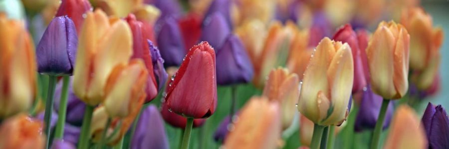 Annual Tulip Bulb Giveaway May 21st, 2021