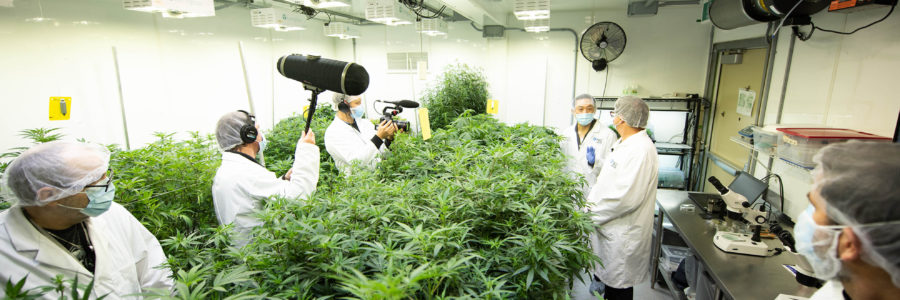 Niagara College’s Commercial Cannabis Production program to feature on CBC comedy show This Hour Has 22 Minutes airing November 16