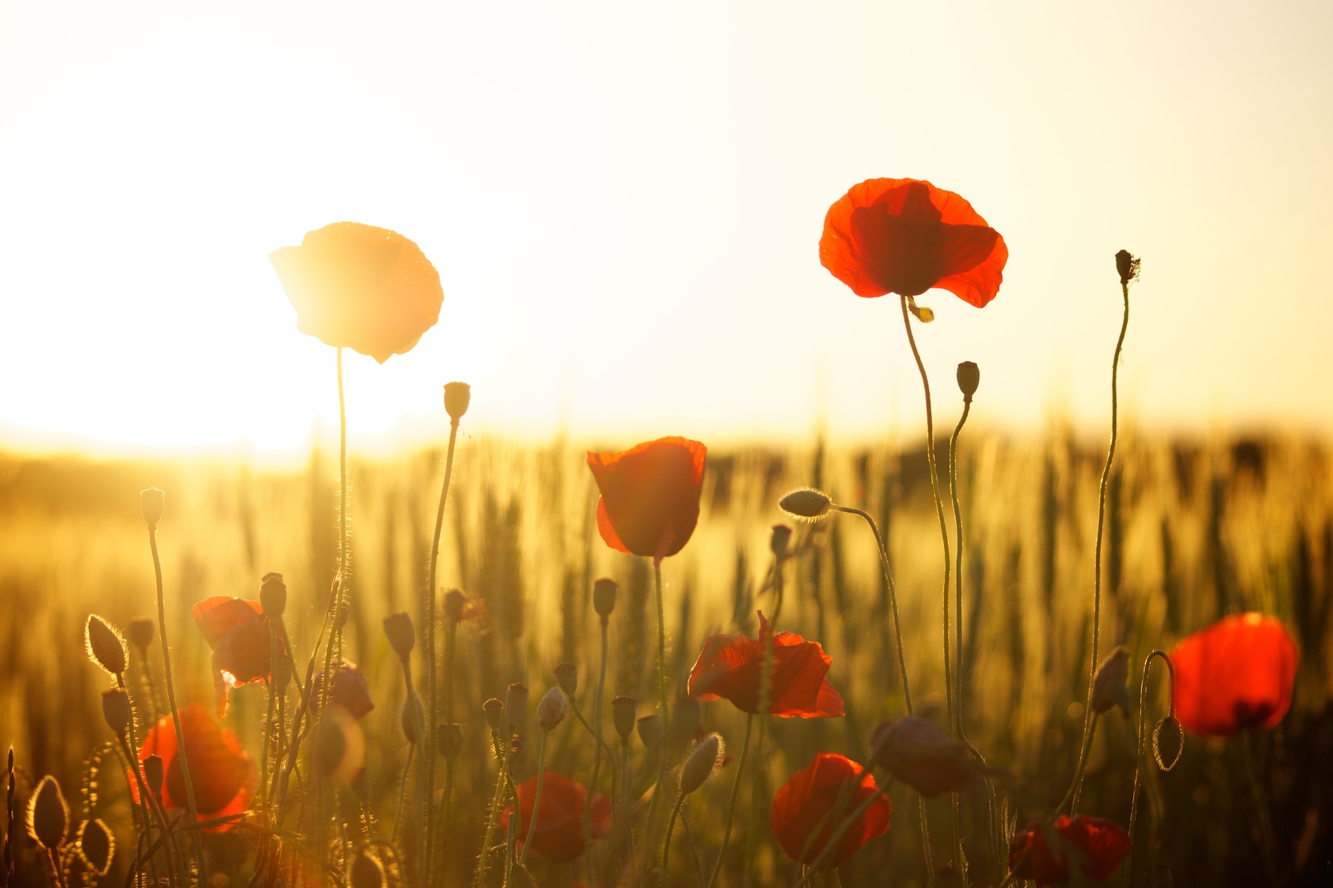 Mayor Frank Campion’s statement on  Remembrance Day 2022