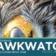 You’re invited to the 50th anniversary of Niagara Peninsula Hawkwatch! March 29, 2024