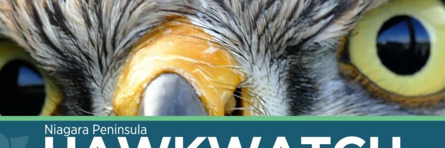 You’re invited to the 50th anniversary of Niagara Peninsula Hawkwatch! March 29, 2024