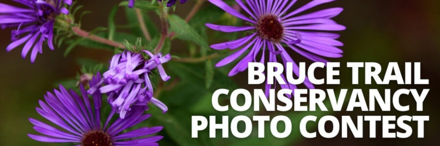 Submit Photos to the Bruce Trail Conservancy Photo Contest by July 15th