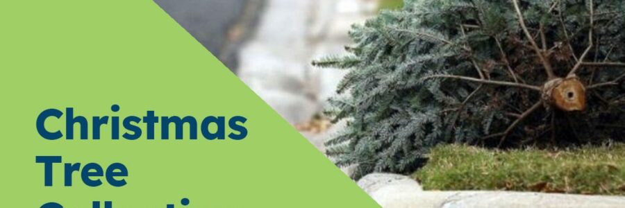 Christmas Tree Collection in Niagara Region