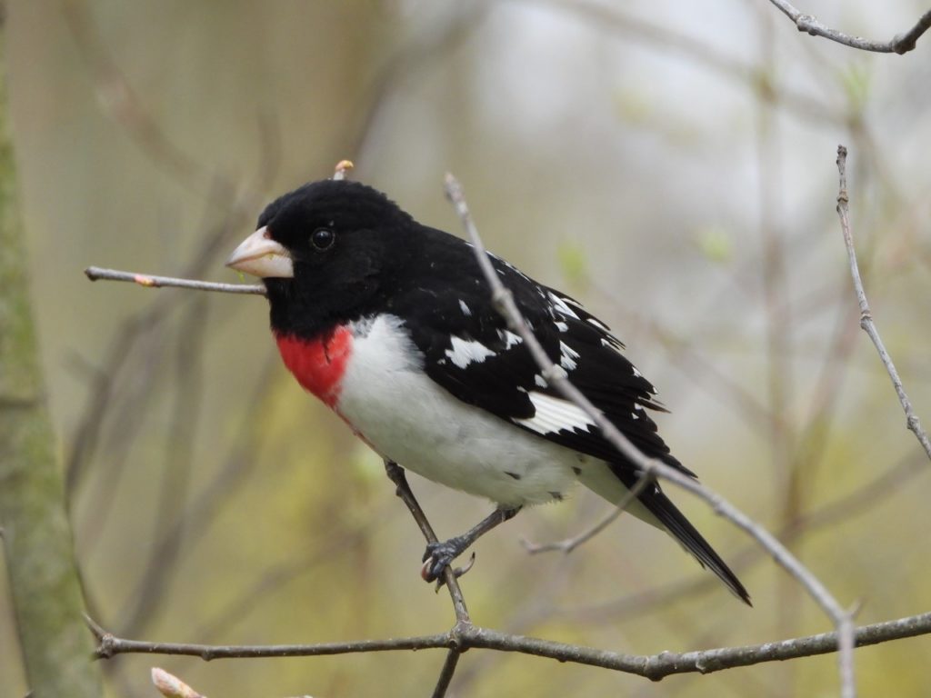 Spring Migration of Birds in the Niagara Region