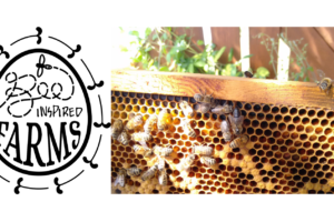 The Market @ The Village Vendor Profile: Bee Inspired Farm