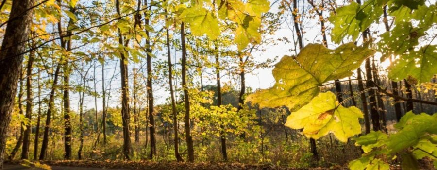 Provincial Changes to Conservation Authorities Act Will Significantly Compromise Role of Protecting Ontario’s Environment