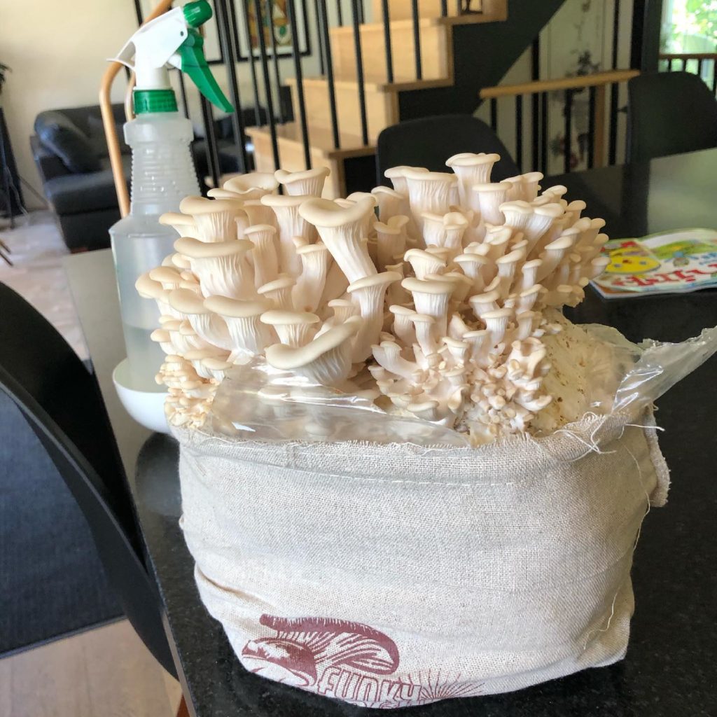 New at Rumar Farm Online Store: Funky Funghi Mini Mushroom Farm Kit