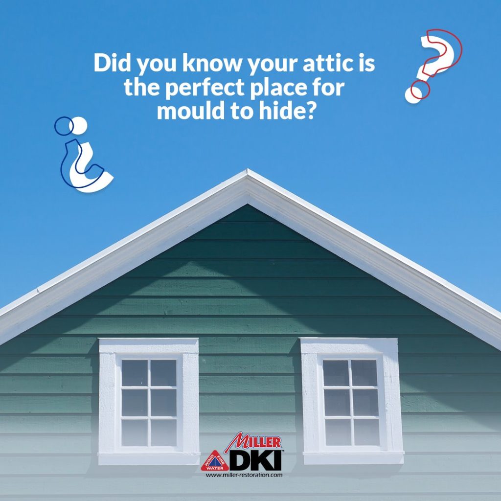 Ask the Expert: Did You Know your Attic is the Perfect Place for Mould to Hide?
