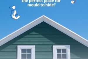 Ask the Expert: Did You Know your Attic is the Perfect Place for Mould to Hide?