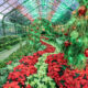 Last Week for Niagara Parks Floral Showhouse Poinsettia Show!
