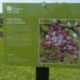 Niagara Things to Do! Centennial Lilac Garden
