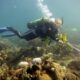 Rotary Club grant supports international Brock marine biodiversity research