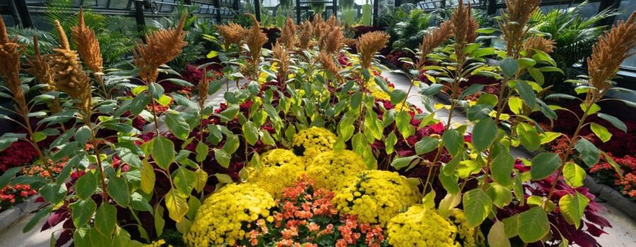 Niagara Things To Do: Niagara Parks Annual Chrysanthemum Show