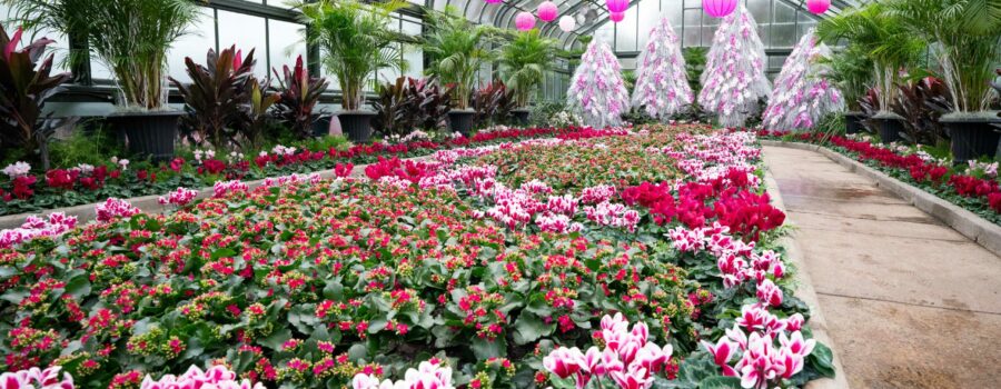 Niagara Things to Do: Cyclamen Display Niagara Parks Floral Showhouse