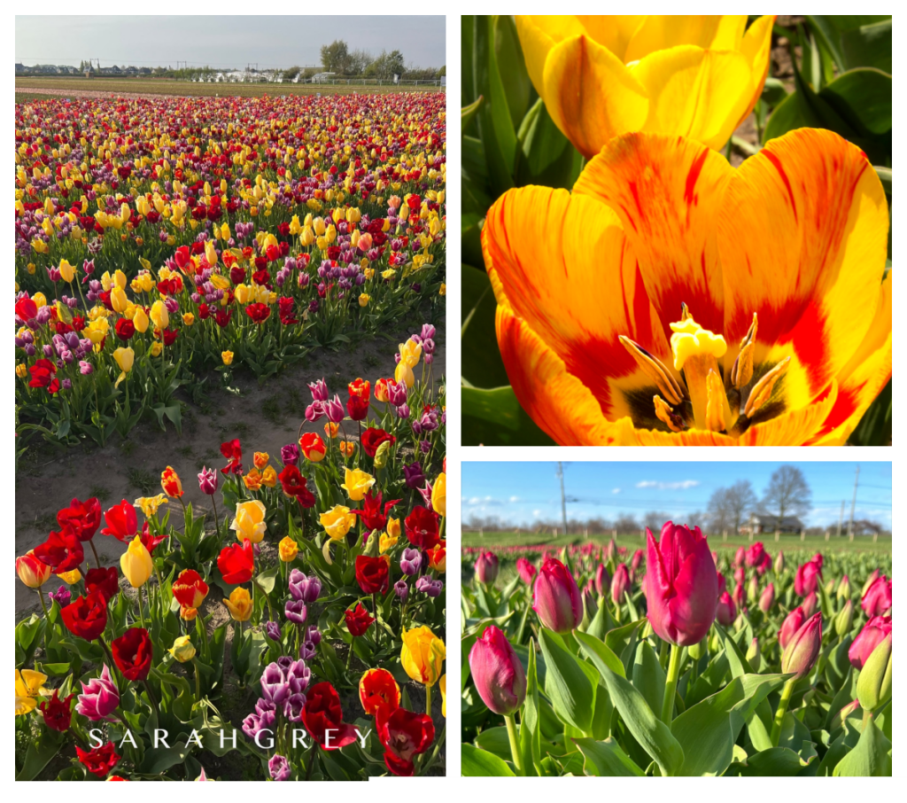 Exciting Announcement: Wander Through Vibrant Tulip Fields at Sarah Grey Pick Farm