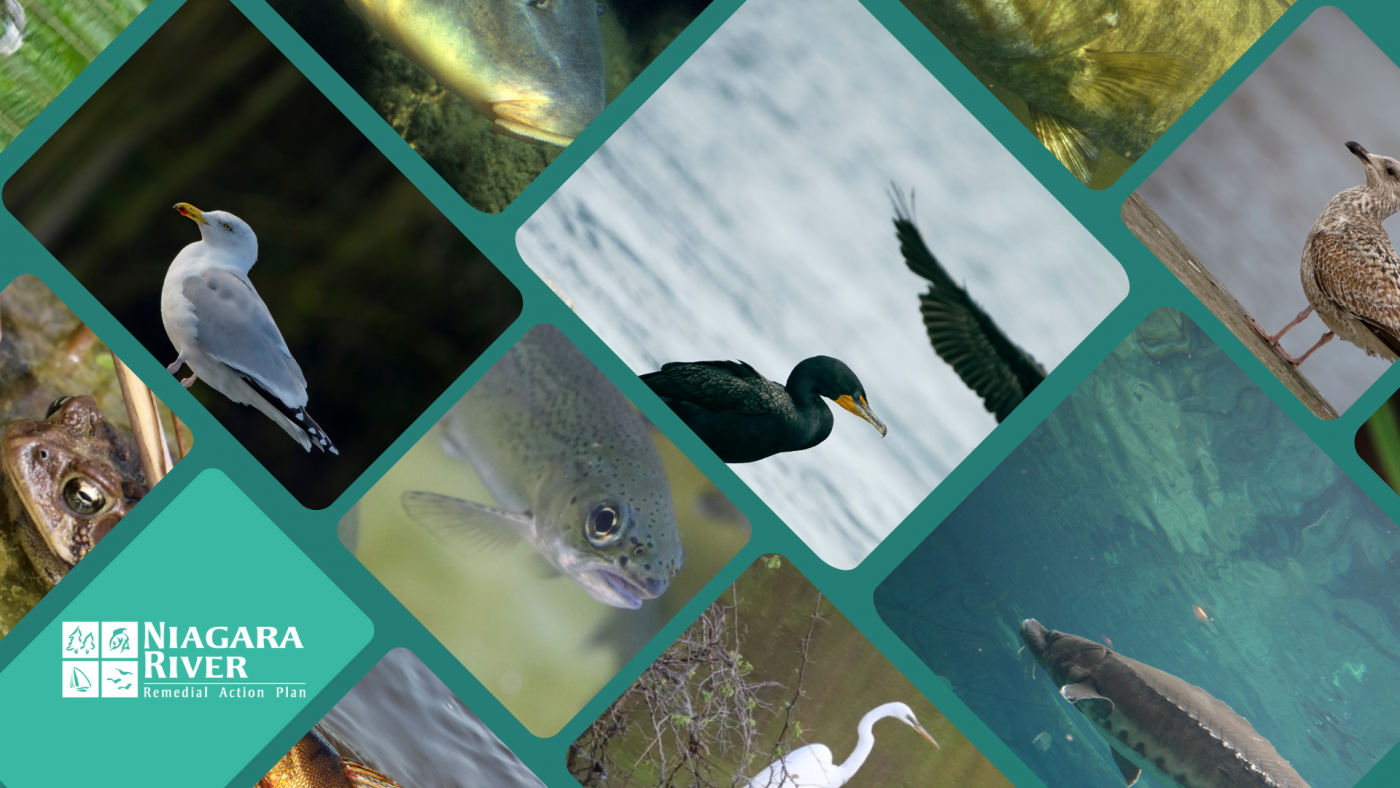 Highlights Healthy Fish And Wildlife Populations