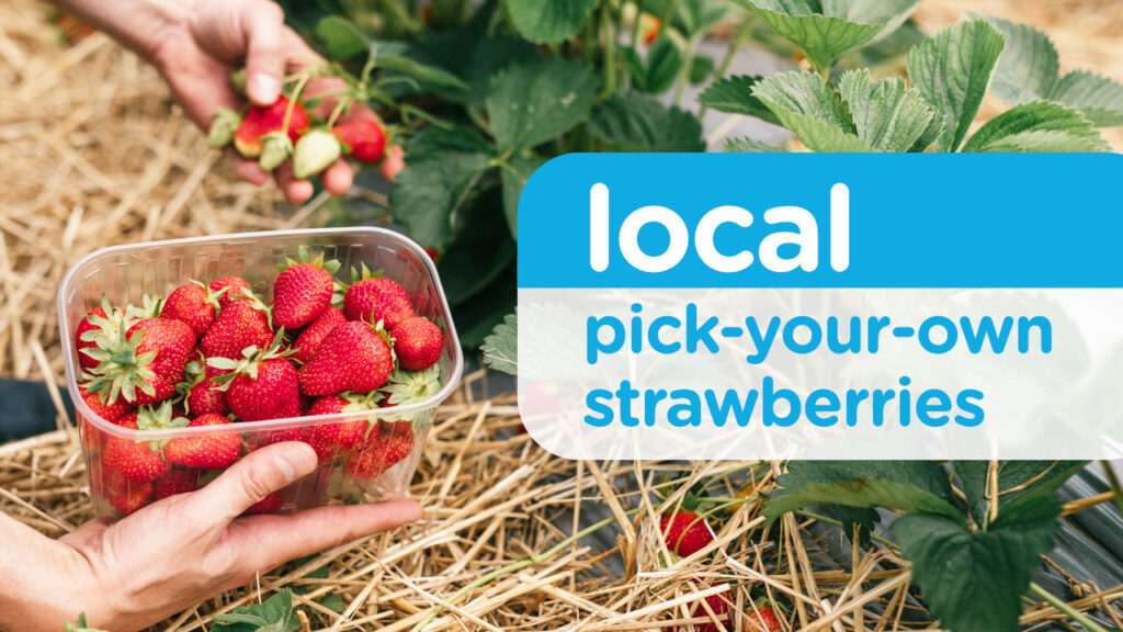 Local Love: Pick-Your-Own Strawberries