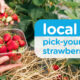 Local Love: Pick-Your-Own Strawberries