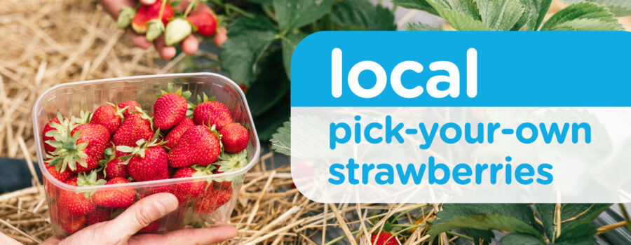 Local Love: Pick-Your-Own Strawberries