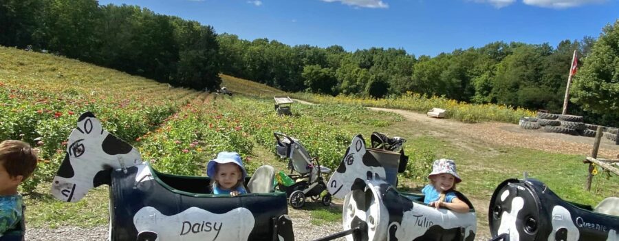 Niagara Things to Do: Experience the Lavender Blooms at Howells Farm!