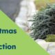 Christmas Tree Collection in Niagara Region